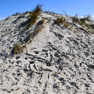 Jonathan Barran Dune Restoration Photography, Dune Restoration Photographer in Rotorua NZ