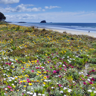 Jonathan Barran Dune Restoration Photography, Dune Restoration Photographer in Rotorua NZ