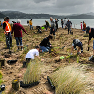 Jonathan Barran Dune Restoration Photography, Dune Restoration Photographer in Rotorua NZ