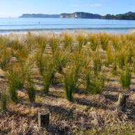 Jonathan Barran Dune Restoration Photography, Dune Restoration Photographer in Rotorua NZ