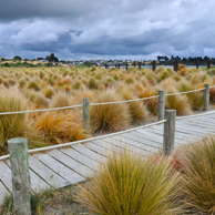 Jonathan Barran Dune Restoration Photography, Dune Restoration Photographer in Rotorua NZ