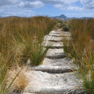 Jonathan Barran Dune Restoration Photography, Dune Restoration Photographer in Rotorua NZ