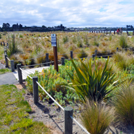 Jonathan Barran Dune Restoration Photography, Dune Restoration Photographer in Rotorua NZ