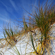 Jonathan Barran Dune Restoration Photography, Dune Restoration Photographer in Rotorua NZ
