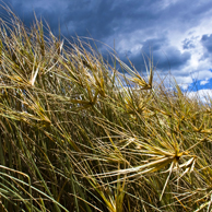 Jonathan Barran Dune Restoration Photography, Dune Restoration Photographer in Rotorua NZ