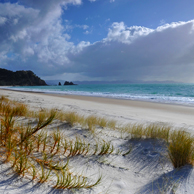 Jonathan Barran Dune Restoration Photography, Dune Restoration Photographer in Rotorua NZ