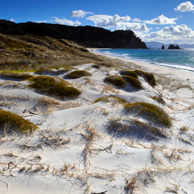 Jonathan Barran Dune Restoration Photography, Dune Restoration Photographer in Rotorua NZ