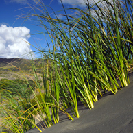 Jonathan Barran Dune Restoration Photography, Dune Restoration Photographer in Rotorua NZ