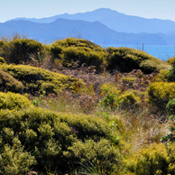 Jonathan Barran Dune Restoration Photography, Dune Restoration Photographer in Rotorua NZ