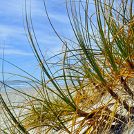 Jonathan Barran Dune Restoration Photography, Dune Restoration Photographer in Rotorua NZ