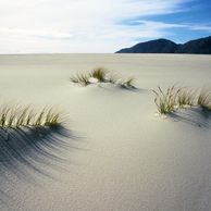 Jonathan Barran Dune Restoration Photography, Dune Restoration Photographer in Rotorua NZ