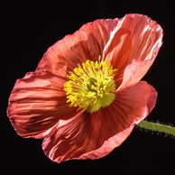 Jonathan Barran Flora Photography, Flora Photographer in Rotorua NZ