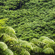 Jonathan Barran Flora Photography, Flora Photographer in Rotorua NZ