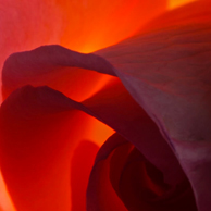 Jonathan Barran Flora Photography, Flora Photographer in Rotorua NZ