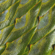 Jonathan Barran Flora Photography, Flora Photographer in Rotorua NZ