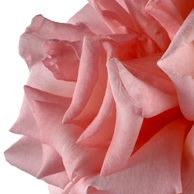 Jonathan Barran Flora Photography, Flora Photographer in Rotorua NZ