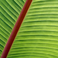 Jonathan Barran Flora Photography, Flora Photographer in Rotorua NZ