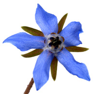 Jonathan Barran Flora Photography, Flora Photographer in Rotorua NZ