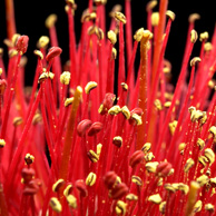 Jonathan Barran Flora Photography, Flora Photographer in Rotorua NZ