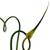 Jonathan Barran Flora Photography, Flora Photographer in Rotorua NZ