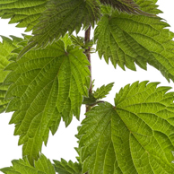 Jonathan Barran Flora Photography, Flora Photographer in Rotorua NZ