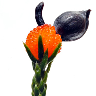 Jonathan Barran Flora Photography, Flora Photographer in Rotorua NZ