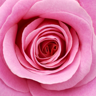 Jonathan Barran Flora Photography, Flora Photographer in Rotorua NZ