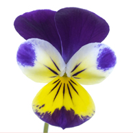 Jonathan Barran Flora Photography, Flora Photographer in Rotorua NZ