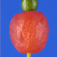 Jonathan Barran Flora Photography, Flora Photographer in Rotorua NZ