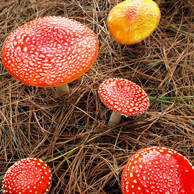 Jonathan Barran Flora Photography, Flora Photographer in Rotorua NZ