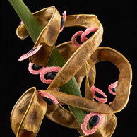 Jonathan Barran Flora Photography, Flora Photographer in Rotorua NZ