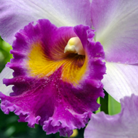 Jonathan Barran Flora Photography, Flora Photographer in Rotorua NZ