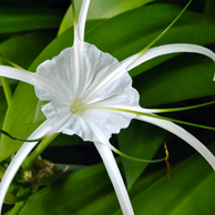 Jonathan Barran Flora Photography, Flora Photographer in Rotorua NZ