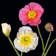 Jonathan Barran Flora Photography, Flora Photographer in Rotorua NZ