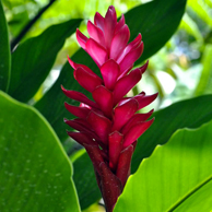 Jonathan Barran Flora Photography, Flora Photographer in Rotorua NZ