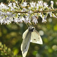 Jonathan Barran Flora Photography, Flora Photographer in Rotorua NZ