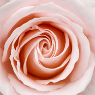 Jonathan Barran Flora Photography, Flora Photographer in Rotorua NZ