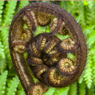 Jonathan Barran Flora Photography, Flora Photographer in Rotorua NZ