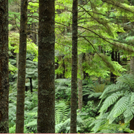 Jonathan Barran Forestry Photography, Forestry Photographer in Rotorua NZ