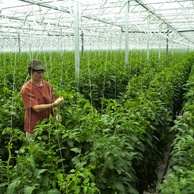 Jonathan Barran Horticulture Photography, Horticulture Photographer in Rotorua NZ