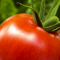 Jonathan Barran Horticulture Photography, Horticulture Photographer in Rotorua NZ