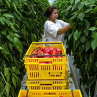 Jonathan Barran Horticulture Photography, Horticulture Photographer in Rotorua NZ