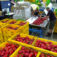 Jonathan Barran Horticulture Photography, Horticulture Photographer in Rotorua NZ