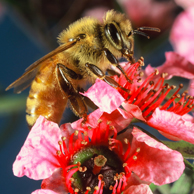 Jonathan Barran Horticulture Photography, Horticulture Photographer in Rotorua NZ