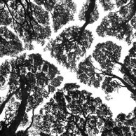 Jonathan Barran Forest Research Photography, NZ Landscape Photographer in Rotorua NZ