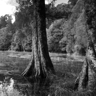Jonathan Barran Forest Research Photography, NZ Landscape Photographer in Rotorua NZ