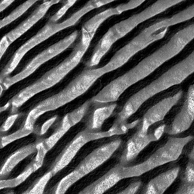 Jonathan Barran Forest Research Photography, NZ Landscape Photographer in Rotorua NZ