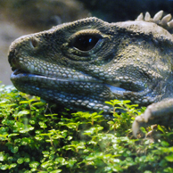 Jonathan Barran Tourism Photography, Tourism Photographer in Rotorua NZ