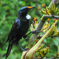 Jonathan Barran Tourism Photography, Tourism Photographer in Rotorua NZ