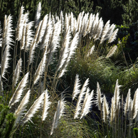 Jonathan Barran Weeds Photography, Weeds Photographer in Rotorua NZ